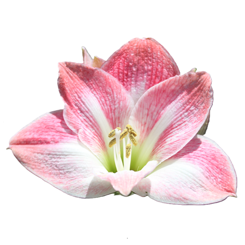 ピンクのアマリリス(切り抜き)